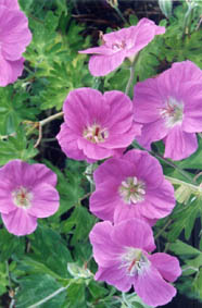 Geranium orientalibeticum